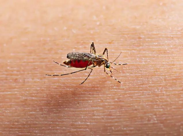 Dengue ou Chikungunya